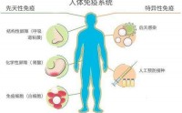 干细胞疗法：自体干细胞修复免疫系统提高人体免疫功能！