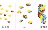 未来生活因为有肽而美好