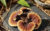 灵芝多糖与抗肿瘤的作用,灵芝多糖对肿瘤效果如何？