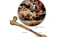 牛骨髓小分子肽与骨髓营养
