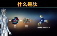 美极客小分子肽与全面补肽!小分子肽不是骗局!