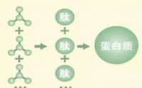 低聚肽和市面上的维生素、矿物质有何区别？能一起服用吗？