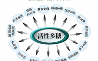  什么是活性多糖？活性多糖可以分少种类？各有什么作用？