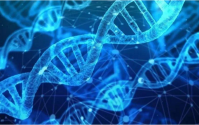 肽吃多久才能看到效果？小分子肽究竟有哪些功效与作用