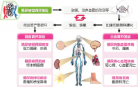 糖尿病微循环障碍机理,糖尿病微循环不好怎么调理?