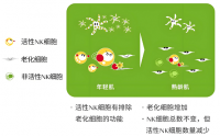 肽与调节免疫细胞的关系，肽能提高免疫力吗？