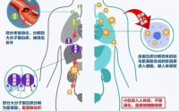 胶原蛋白肽的十大吸收特点，一点不用担心吸收负担