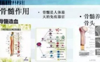 胎牛骨髓复合肽