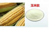 玉米肽对促进葡萄糖摄取与脂代谢改善的作用