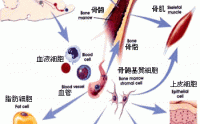 和治友德苣多糖髓多肽与调理疾病的作用