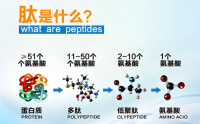 活性肽对术后病人有用吗,病人吃活性肽容易吸收吗?