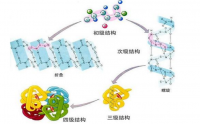 人体对小分子肽有吸收方式与氨基酸的不同