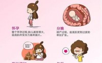 盆底肌松弛经常漏尿怎么办？干细胞与修复盆底肌功能的作用功能！