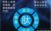 怎么补蛋白质？小分子肽对机体健康的作用！