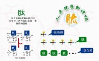 北方基因肽与调理身体有什么作用？哪里能买到北方基因肽？