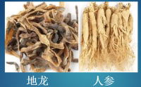 人参地龙蛋白肽对调节高血脂的营养干预机制