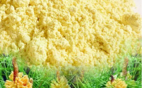 松花粉是什么？松花粉是药物吗