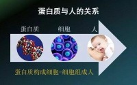 肽对人体非常有益，是不可或缺的营养物质！