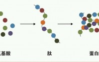 全面了解的小分子活性肽作用特点及肽的应用