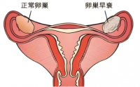 活性肽对卵巢养护和抗早衰方面的作用及应用效果