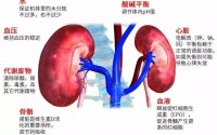 慢性肾炎不冶疗会变成尿毒症吗？如何防治慢性肾炎？