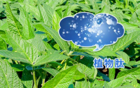 动物肽和植物肽在身体中的不同作用