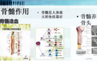 牛骨髓肽粉：骨髓饱满·疾病全无