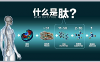  什么是肽？肽的功能与特点及品牌