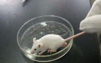 大豆小分子肽的调节血压作用，喝大豆小分子肽能降血压吗