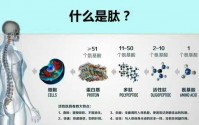 富迪小分子肽真的有用吗？肽与人体的作用！