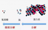 小分子肽安全吗？长期服用有哪些副作用