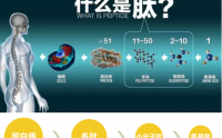 小分子肽为什么比氨基酸和蛋白质效果更好，肽的作用特点