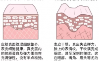 胶原蛋白，肌肤青春的源泉