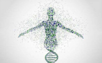 小分子肽对人体物质代谢的调节作用脂肪\蛋白质和糖类
