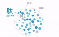 营养对健康的重要性，小分子肽的营养价值有哪些？