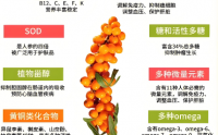 沙棘的作用与功效,沙棘能清理血管吗?