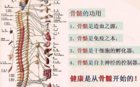 牛骨髓活性肽以髓补髓对免疫力的影响