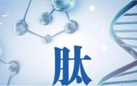 小分子肽对肾脏的修复作用——活性肽品牌排名