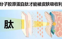 胶原蛋白肽不像你想象的那么简单