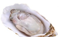为什么牡蛎肽说是大部分男人都知道的补肾佳品？了解牡蛎肽的作用！