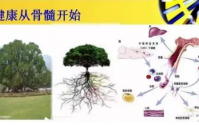 同源双青组合产品的作用原理
