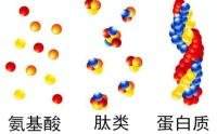 低聚肽调节免疫功能及其对冠状病毒感染的影响