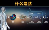 科普：生物活性肽具有抗氧化抗衰老的作用