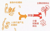 高尿酸血症是嘌呤代谢紊乱引起的吗？