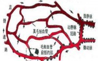 什么是微循环？微循环阻塞能带来什么疾病?