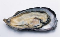 享轻春人参牡蛎肽怎么样？人参牡蛎肽的作用！