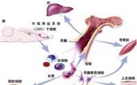 骨髓与造血干细胞
