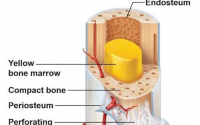 骨髓的功能与作用以及人参牛骨髓肽与补骨髓