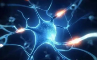 脑力劳动者为什么要常服用小分子肽？——肽对神经的营养作用