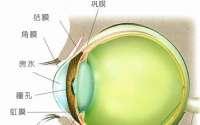 小分子肽与白内障等眼部疾病